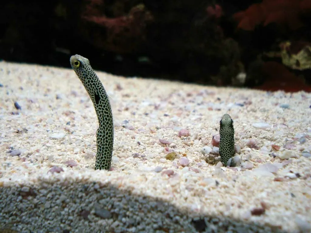 Spotted Garden Eel