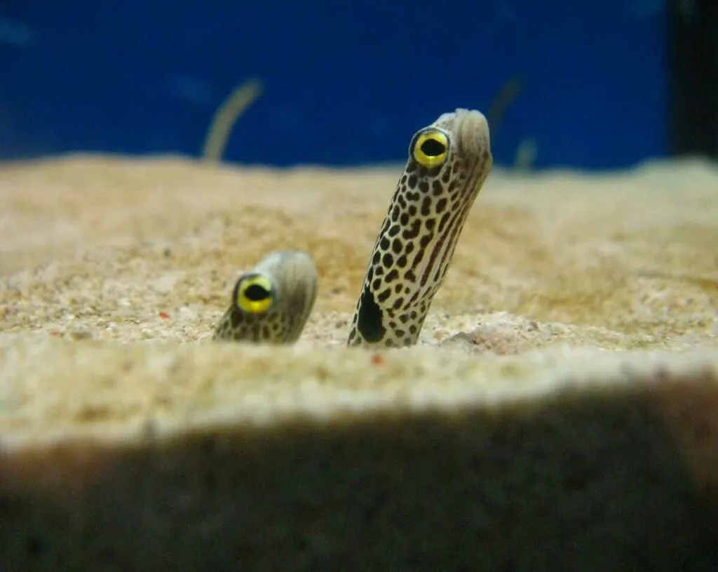 Spotted Garden Eel