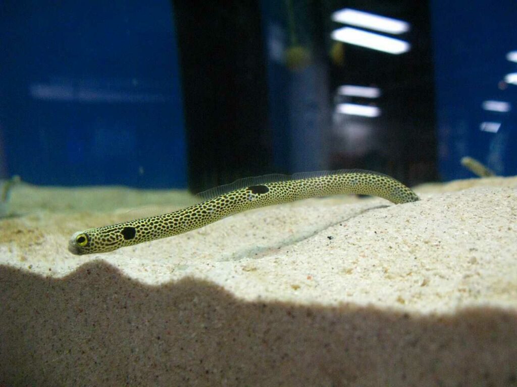 Spotted Garden Eel