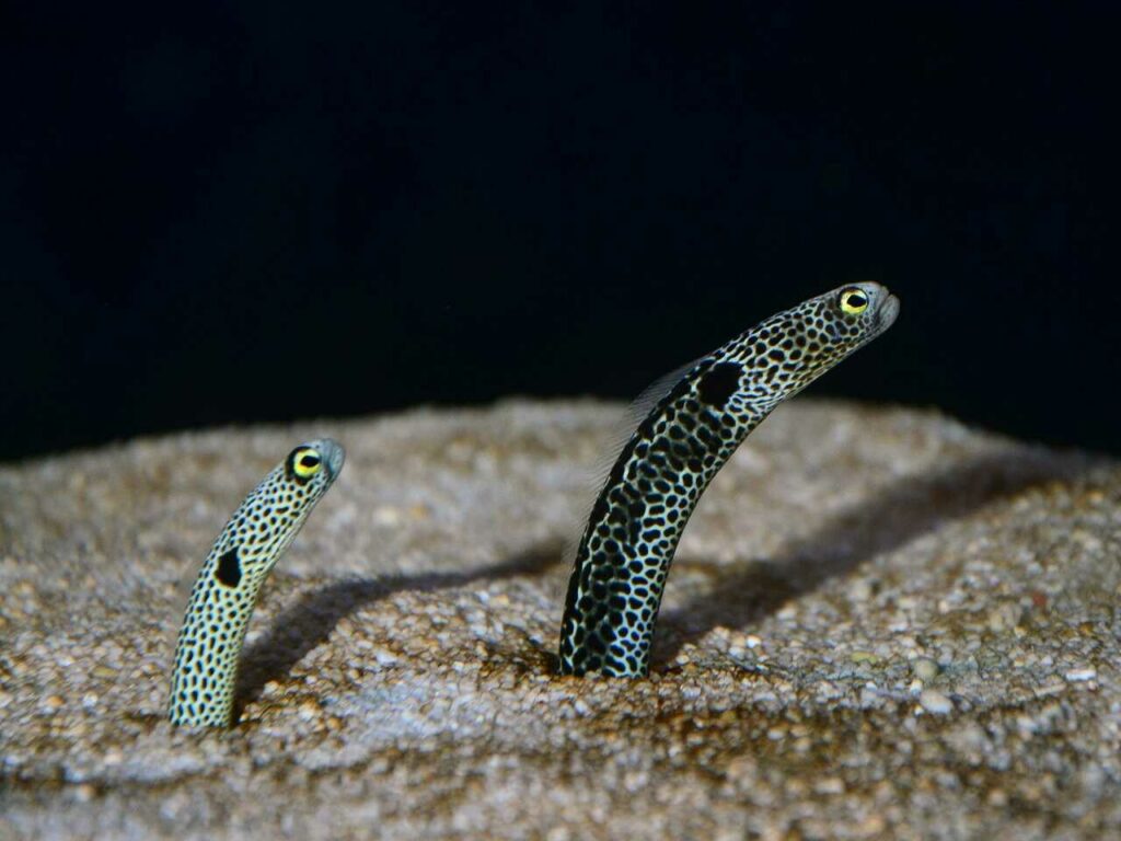 Spotted Garden Eel