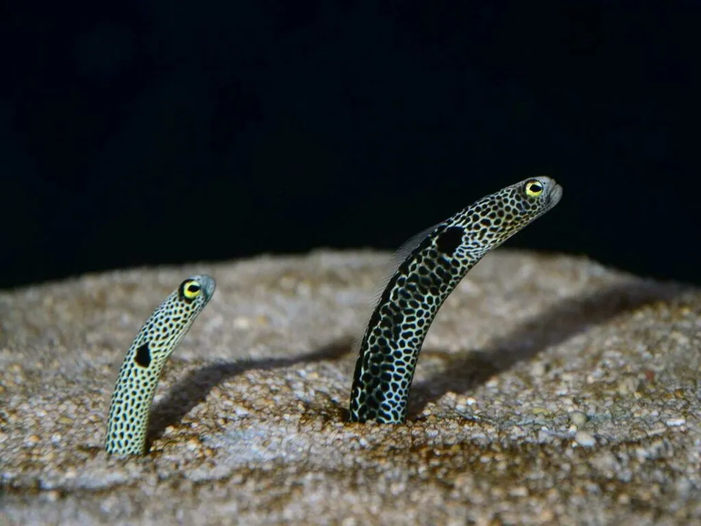 Spotted Garden Eel