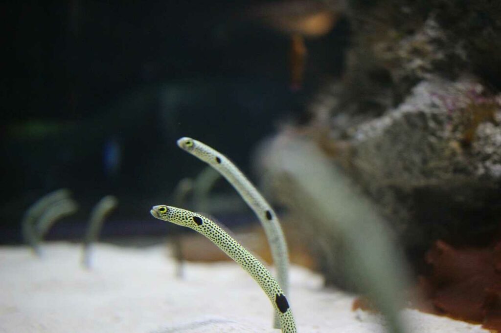 Spotted Garden Eel