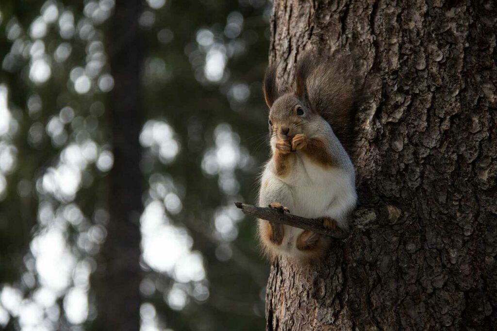 Squirrel