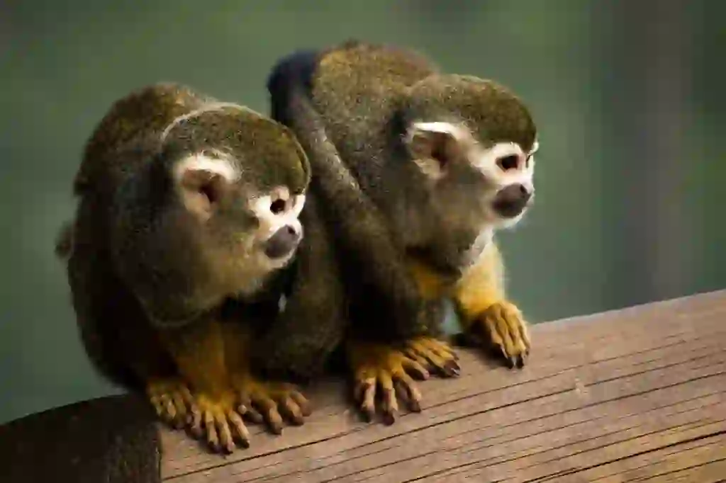 Squirrel Monkey