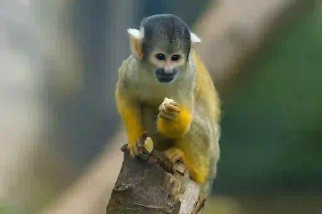 Squirrel Monkey