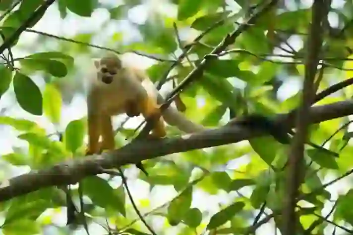 Squirrel Monkey