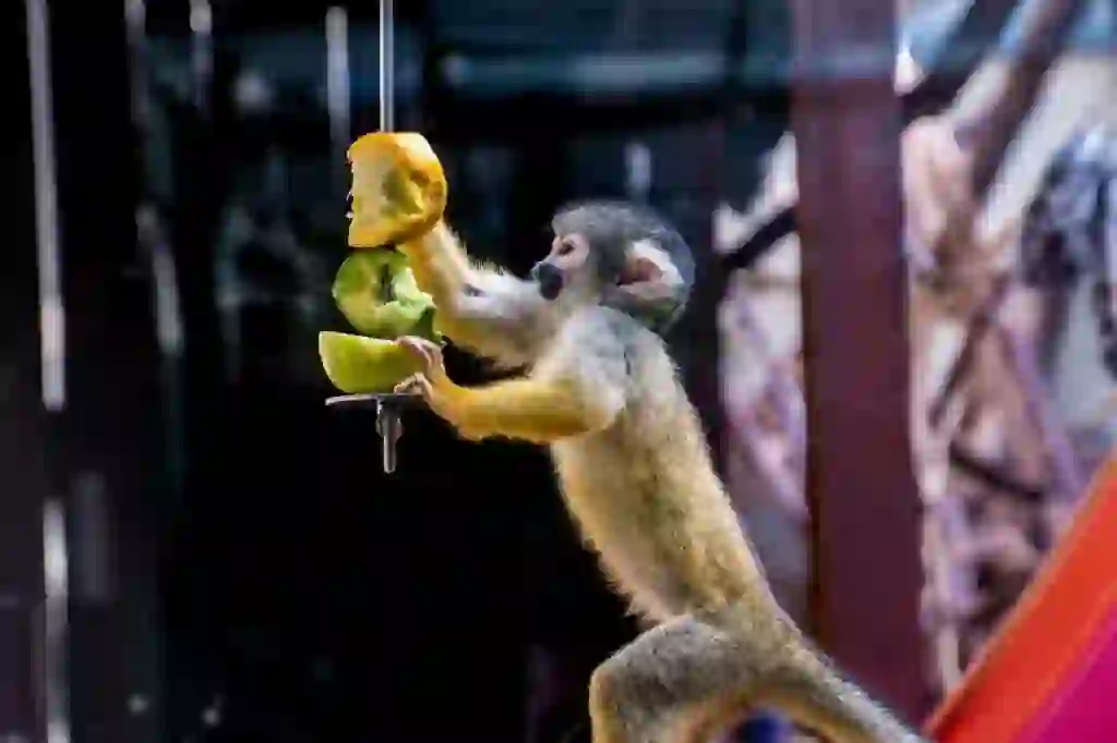 Squirrel Monkey