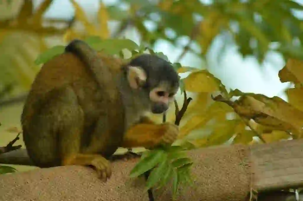 Squirrel Monkey