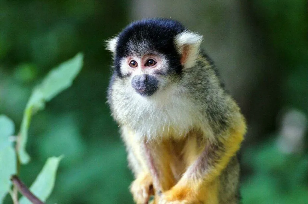 Squirrel Monkey