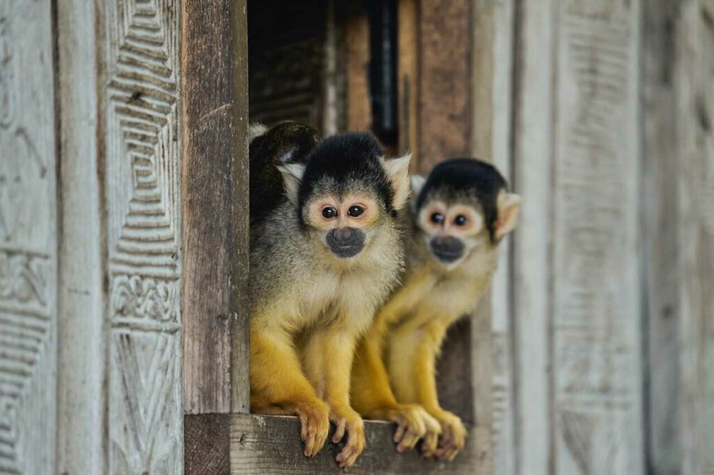 Squirrel Monkey