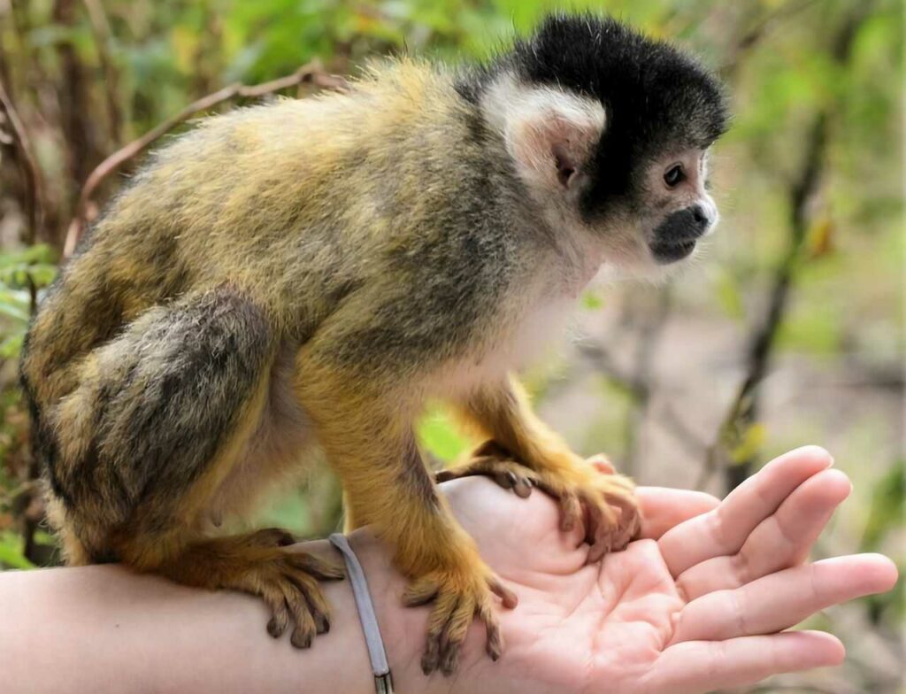 Squirrel Monkey