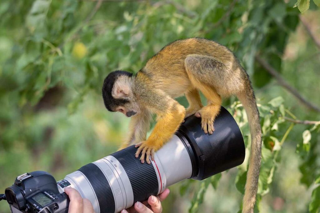 Squirrel Monkey