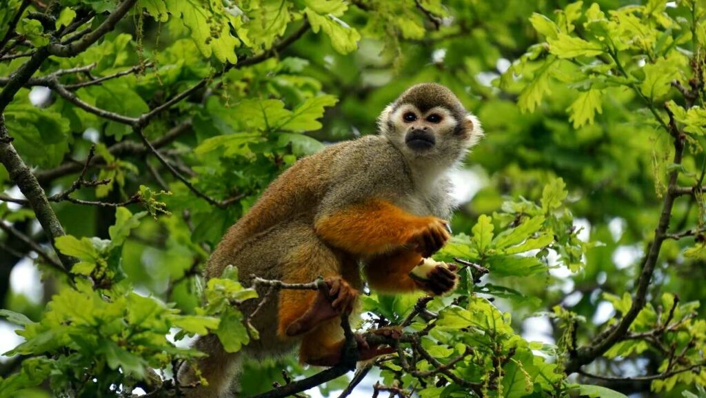 Squirrel Monkey