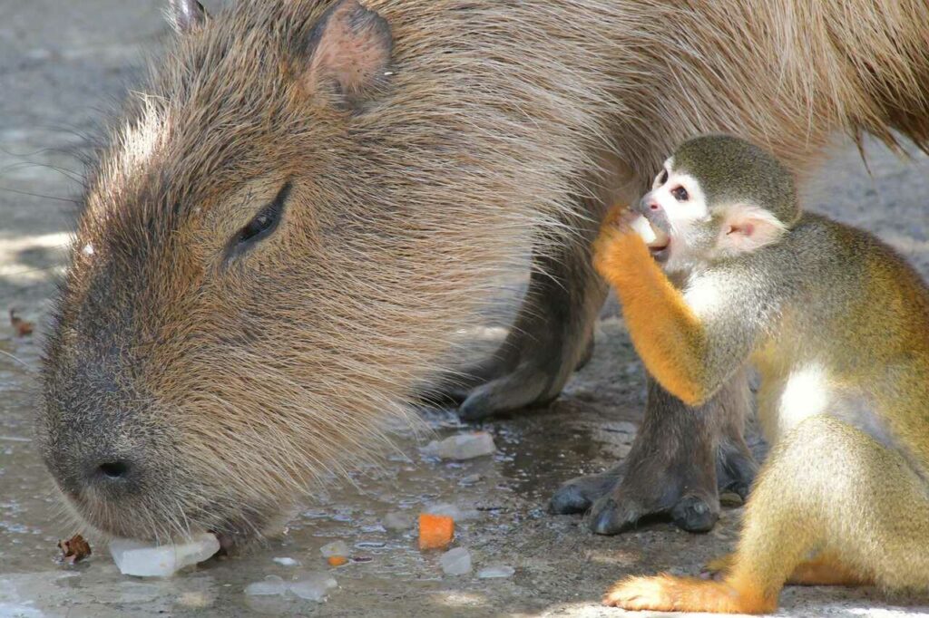 Squirrel Monkey