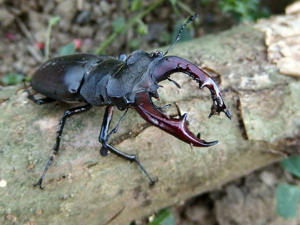 Stag Beetle