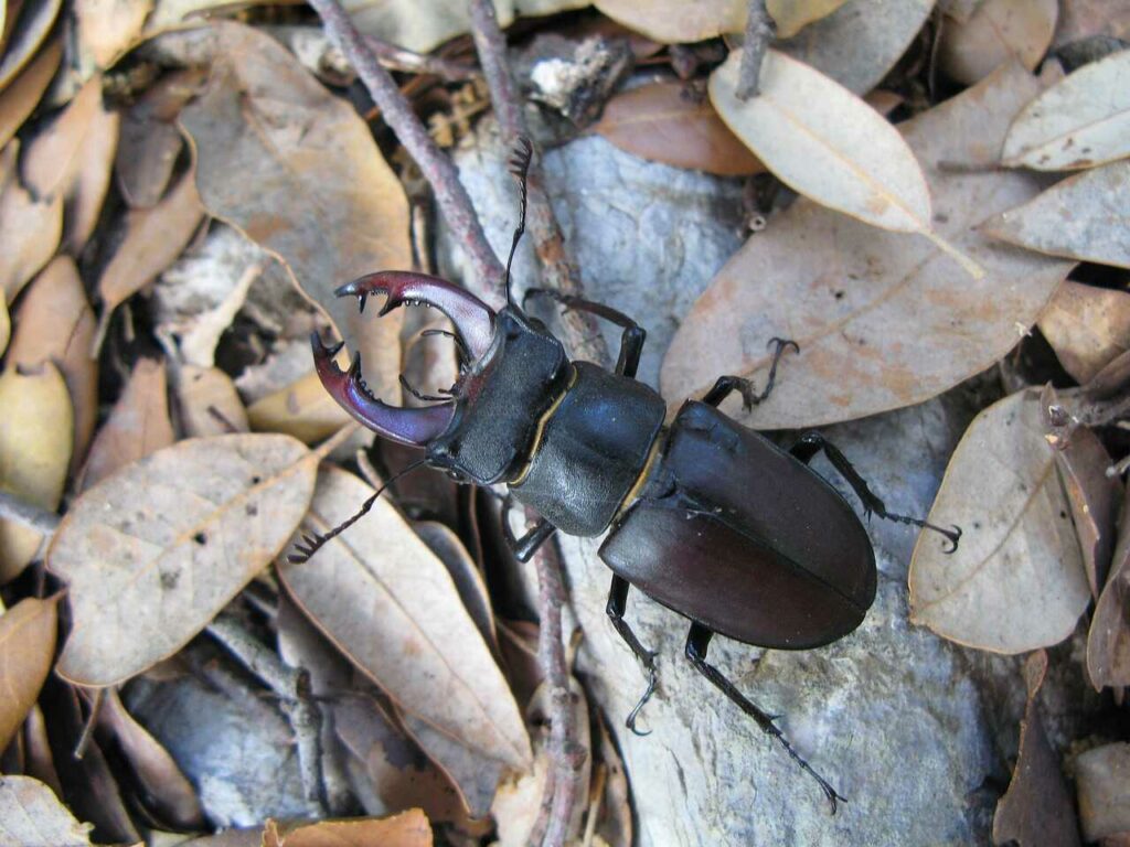 Stag Beetle