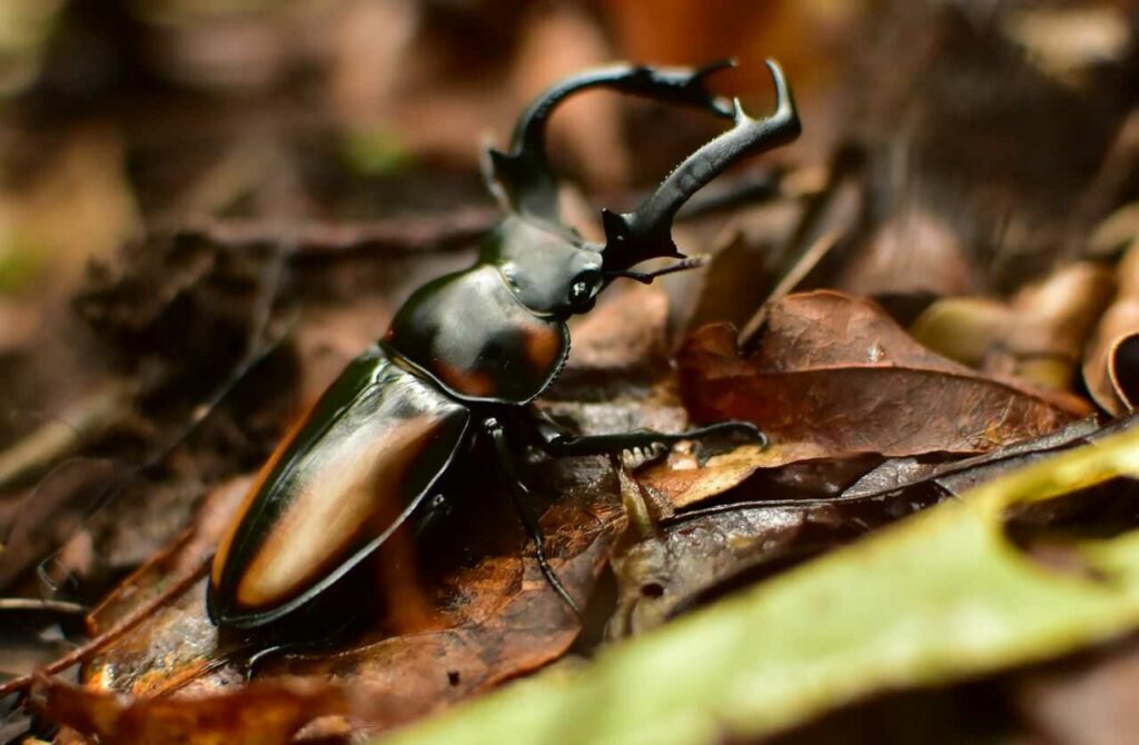 Stag Beetle