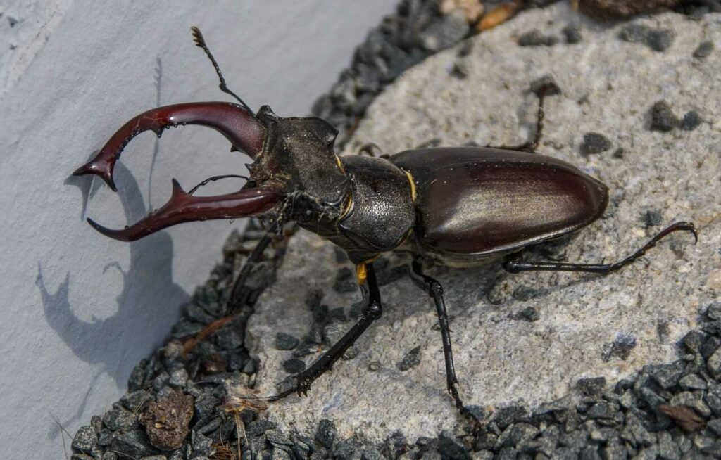 Stag Beetle