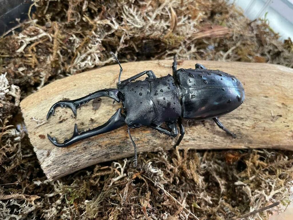 Stag Beetle