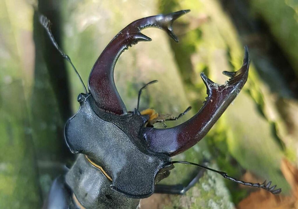 Stag Beetle