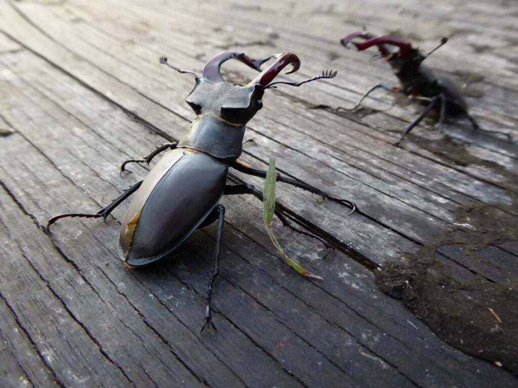 Stag Beetle