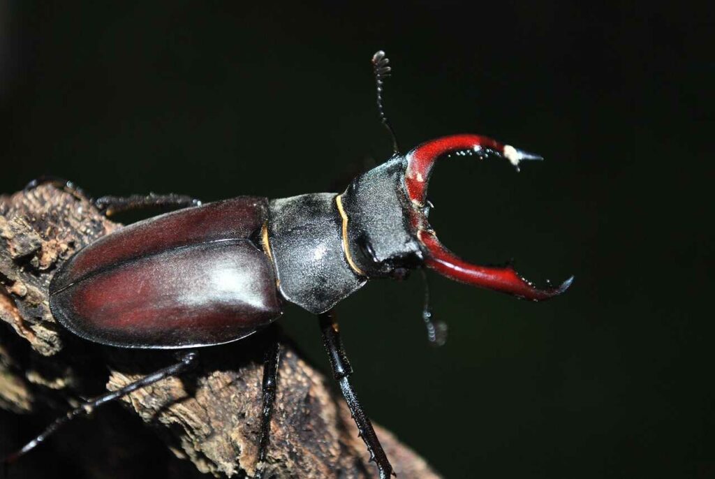 Stag Beetle