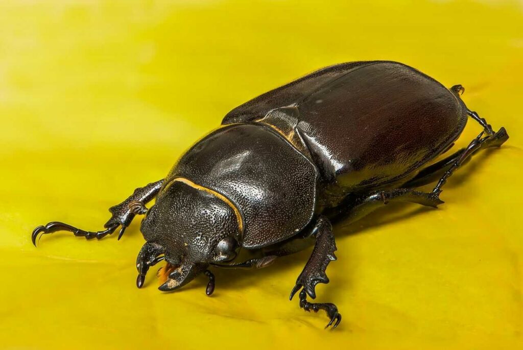 Stag Beetle