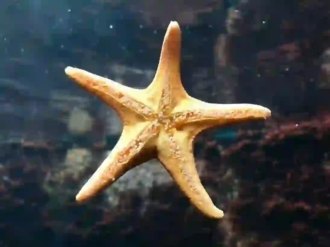 Starfish