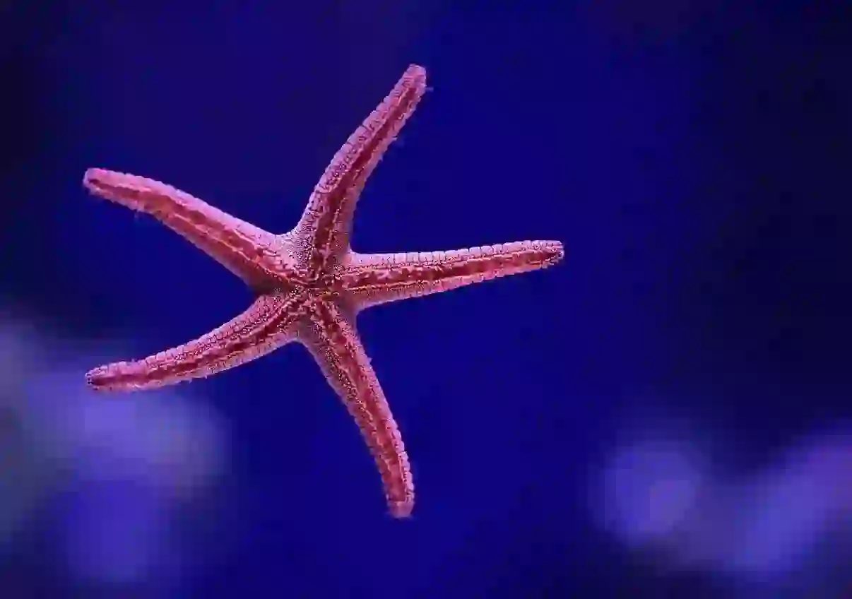 Starfish