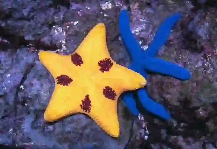 Starfish