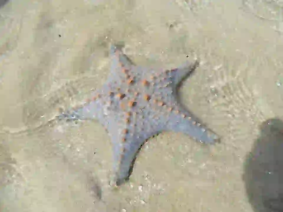 Starfish