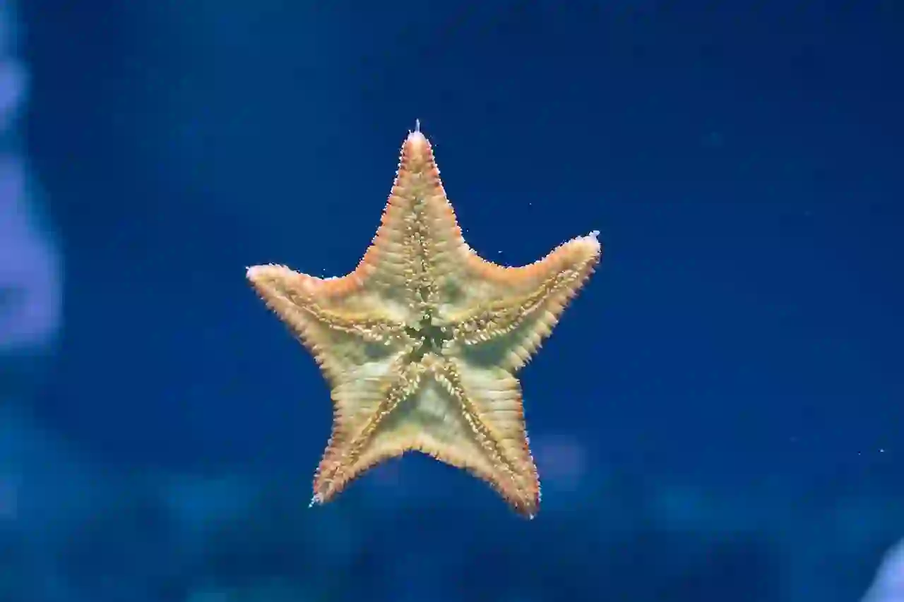 Starfish