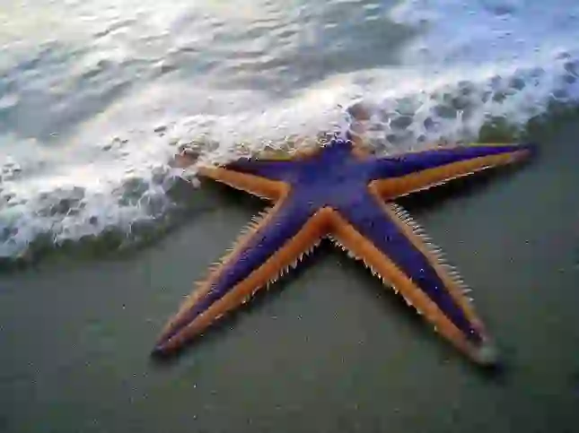 Starfish