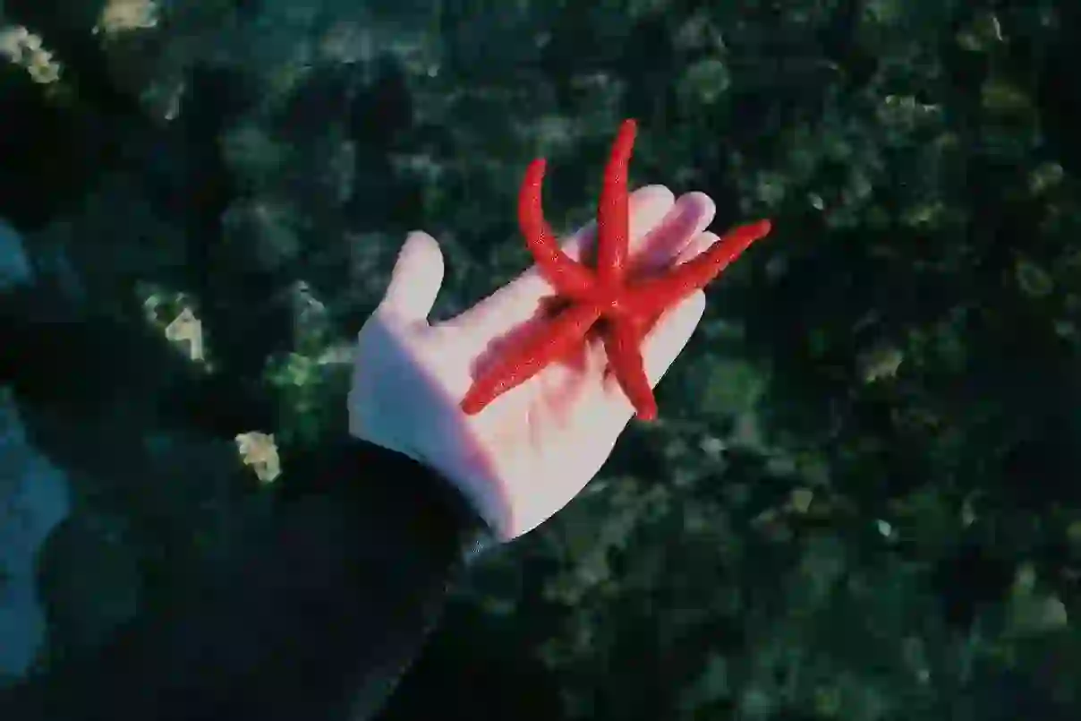 Starfish