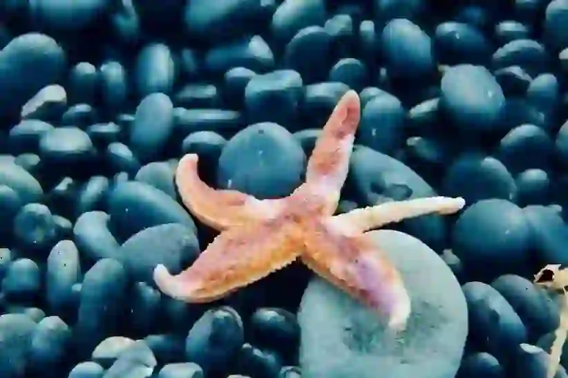 Starfish