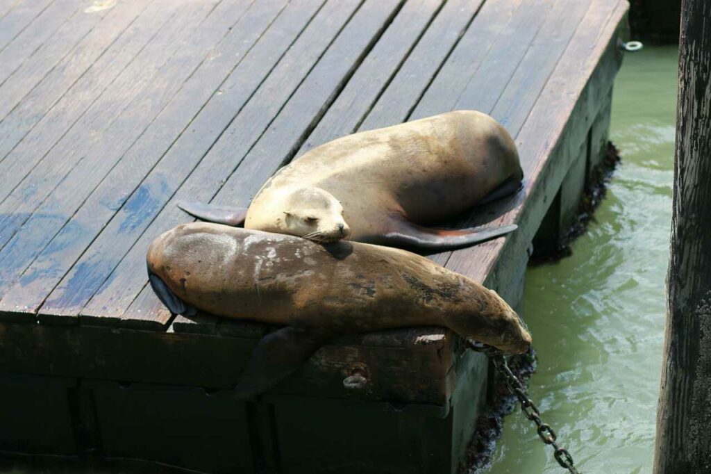 Steller Sea Lion