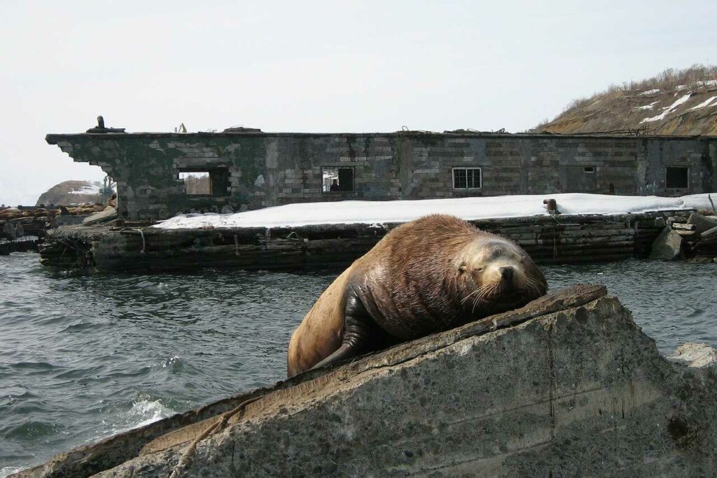 Steller Sea Lion