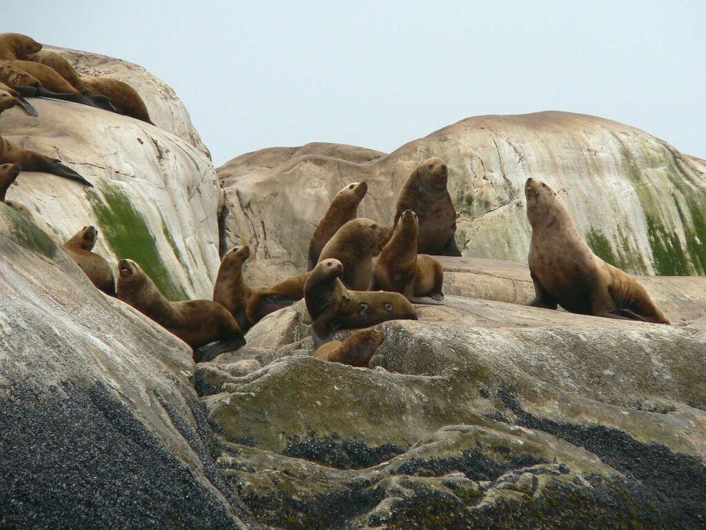 Steller Sea Lion