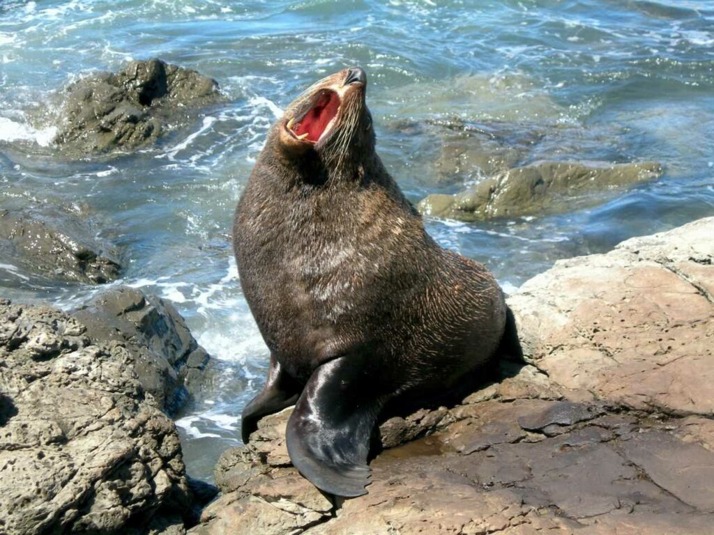 Steller Sea Lion