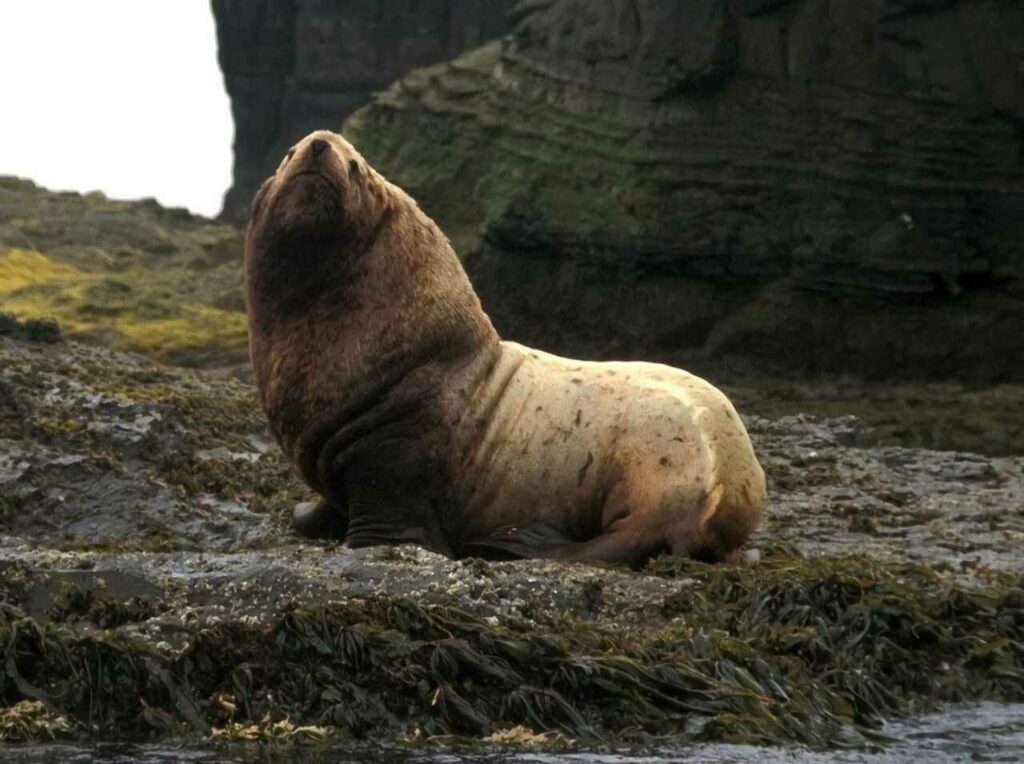 Steller Sea Lion