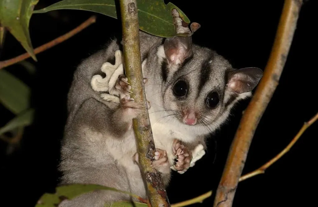 Sugar Glider