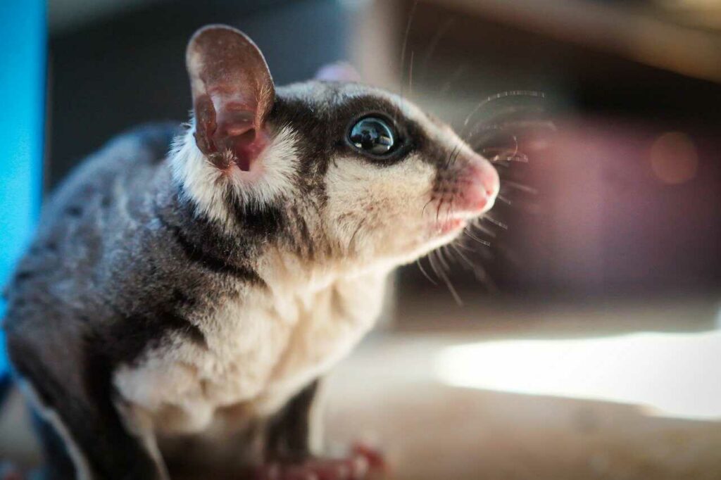 Sugar Glider