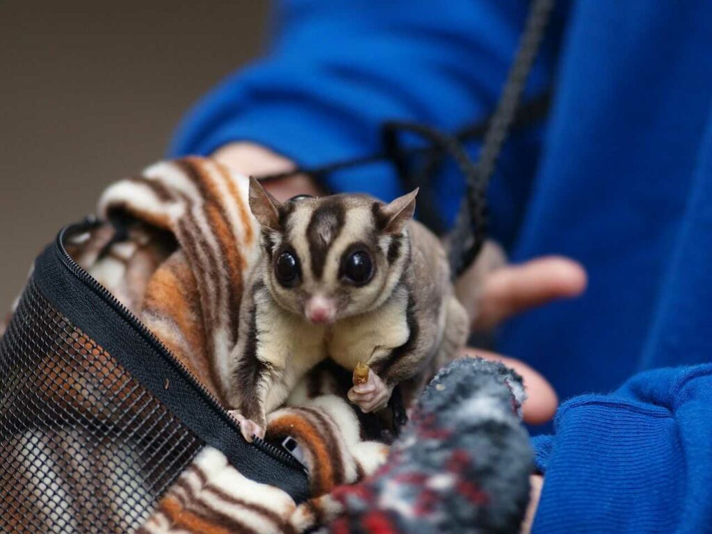 Sugar Glider