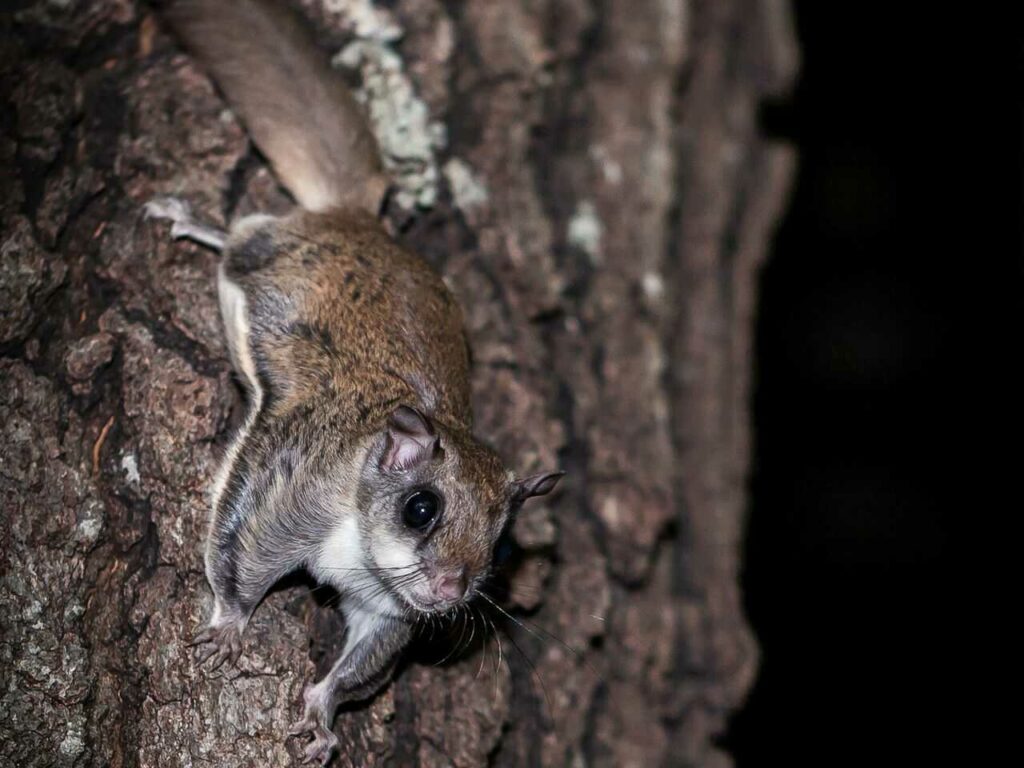 Sugar Glider