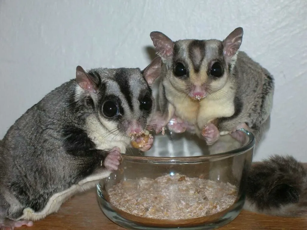 Sugar Glider