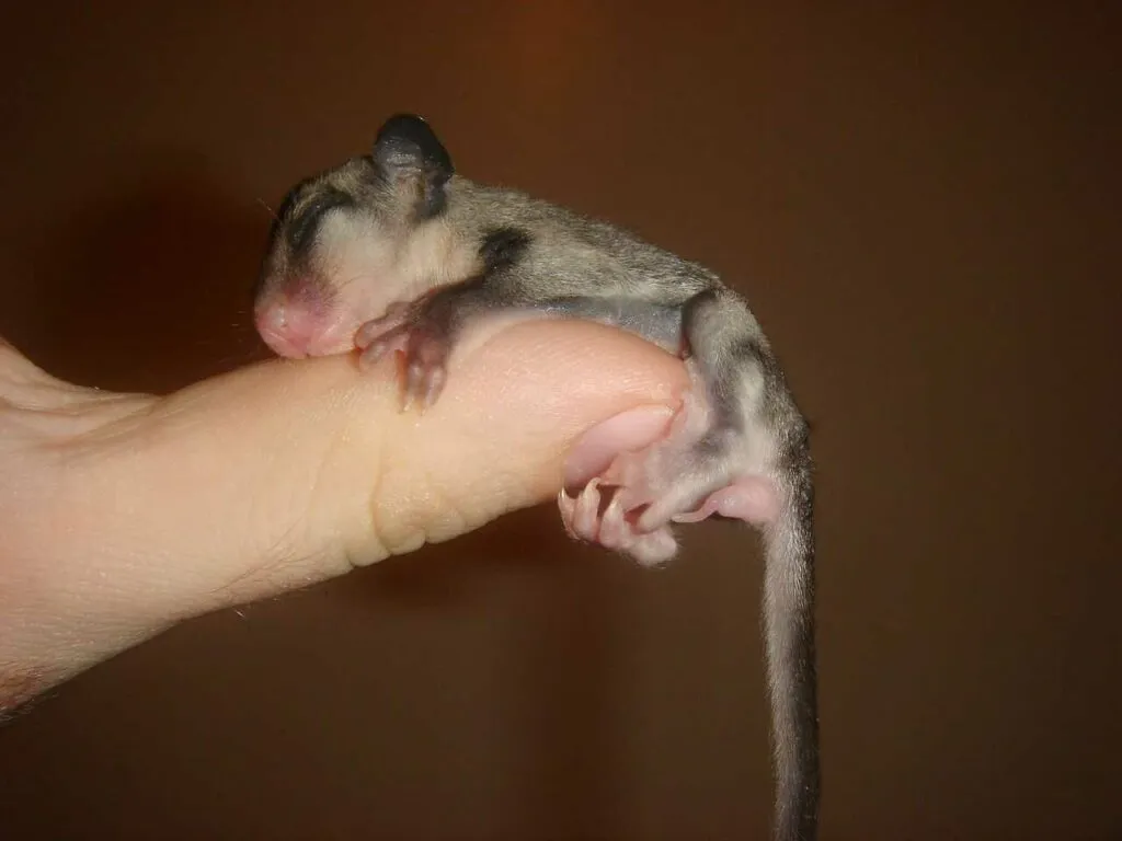 Sugar Glider