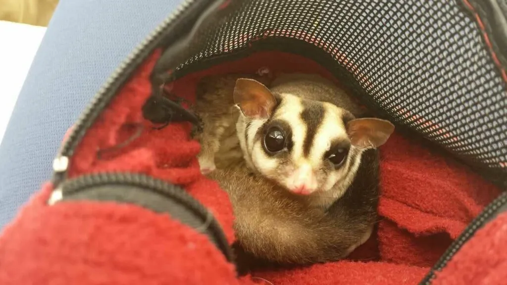 Sugar Glider