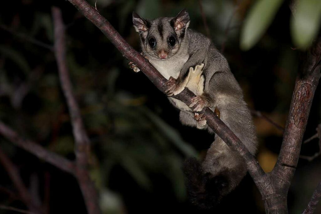 Sugar Glider