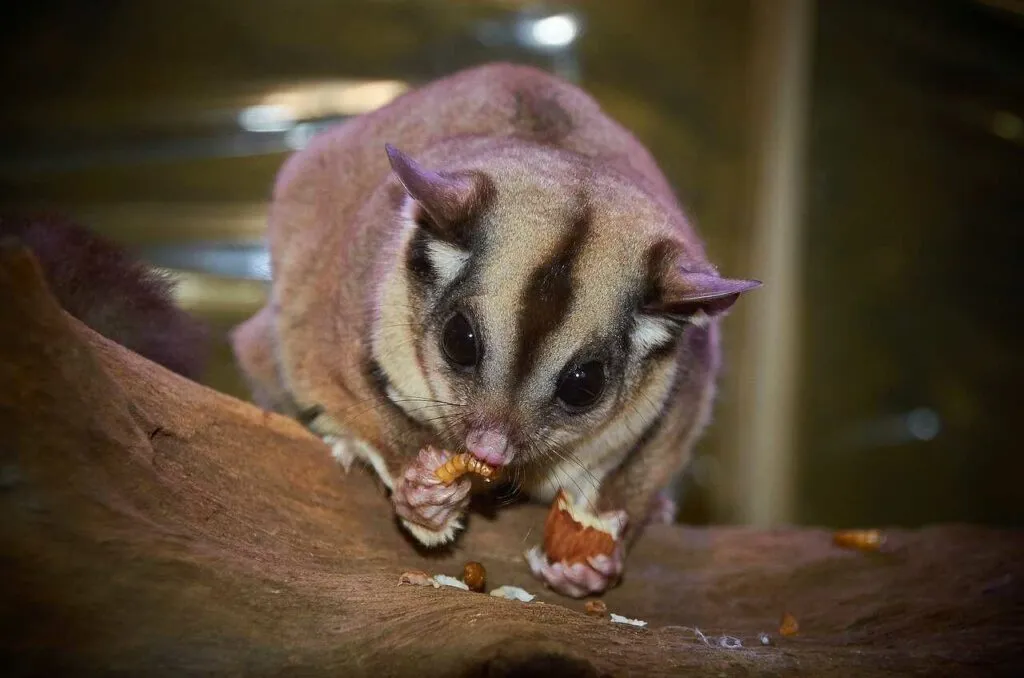 Sugar Glider