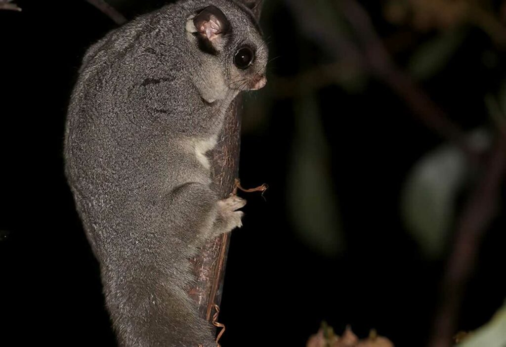 Sugar Glider